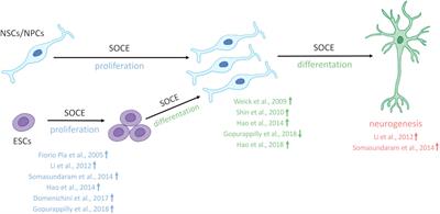 Molecular Components of Store-Operated Calcium Channels in the Regulation of Neural Stem Cell Physiology, Neurogenesis, and the Pathology of Huntington’s Disease